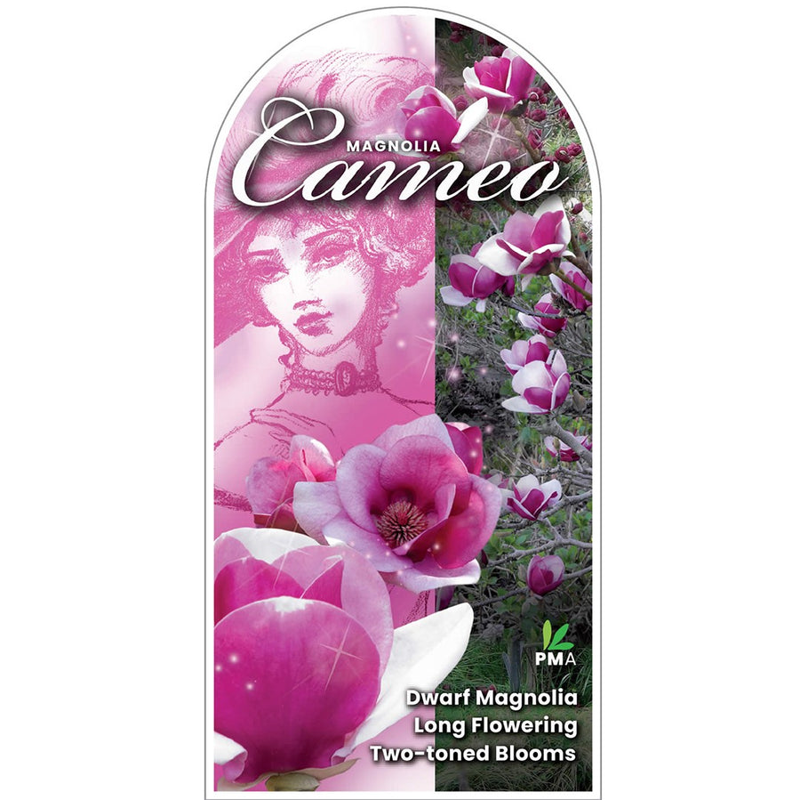 MAGNOLIA CAMEO