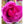 Load image into Gallery viewer, MAGNOLIA CLEOPATRA
