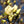 Load image into Gallery viewer, MAGNOLIA ELIZABETH
