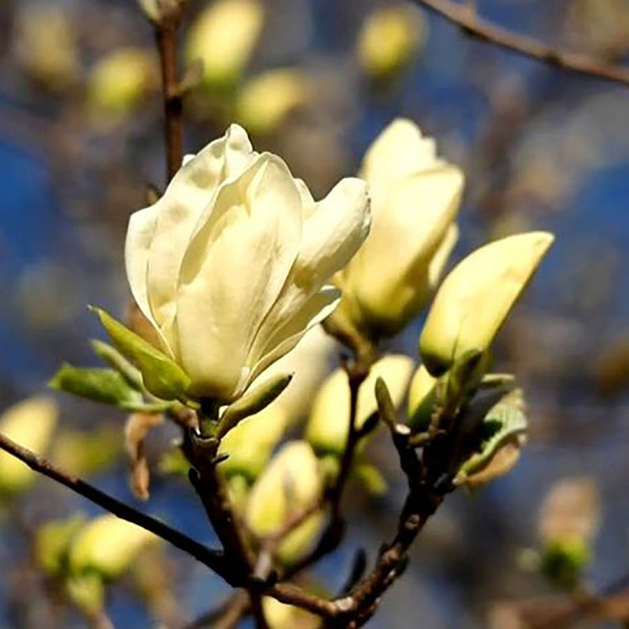 MAGNOLIA ELIZABETH