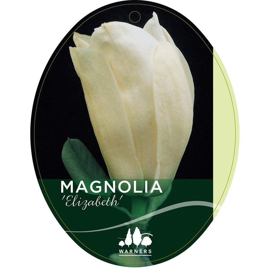 MAGNOLIA ELIZABETH