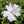 Load image into Gallery viewer, MAGNOLIA STELLATA
