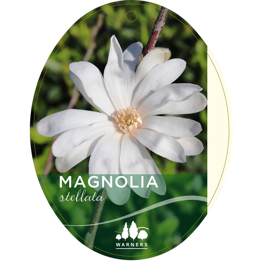 MAGNOLIA STELLATA