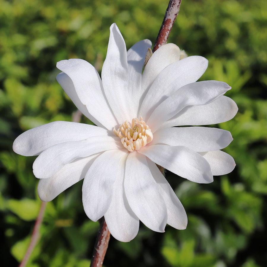 MAGNOLIA STELLATA