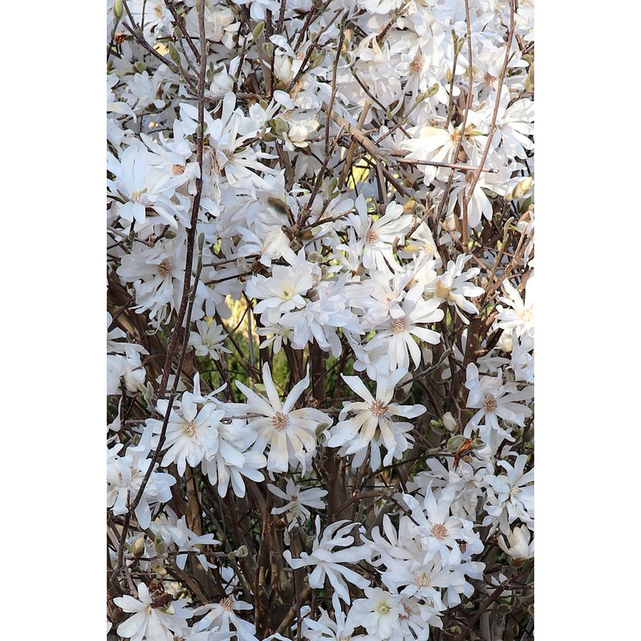 MAGNOLIA STELLATA