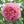 Load image into Gallery viewer, ROSA DAVID AUSTIN JUBILEE CELEBRATION 20CM
