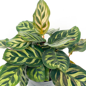 CALATHEA MAKOYANA 10CM