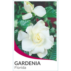 GARDENIA FLORIDA BUSH