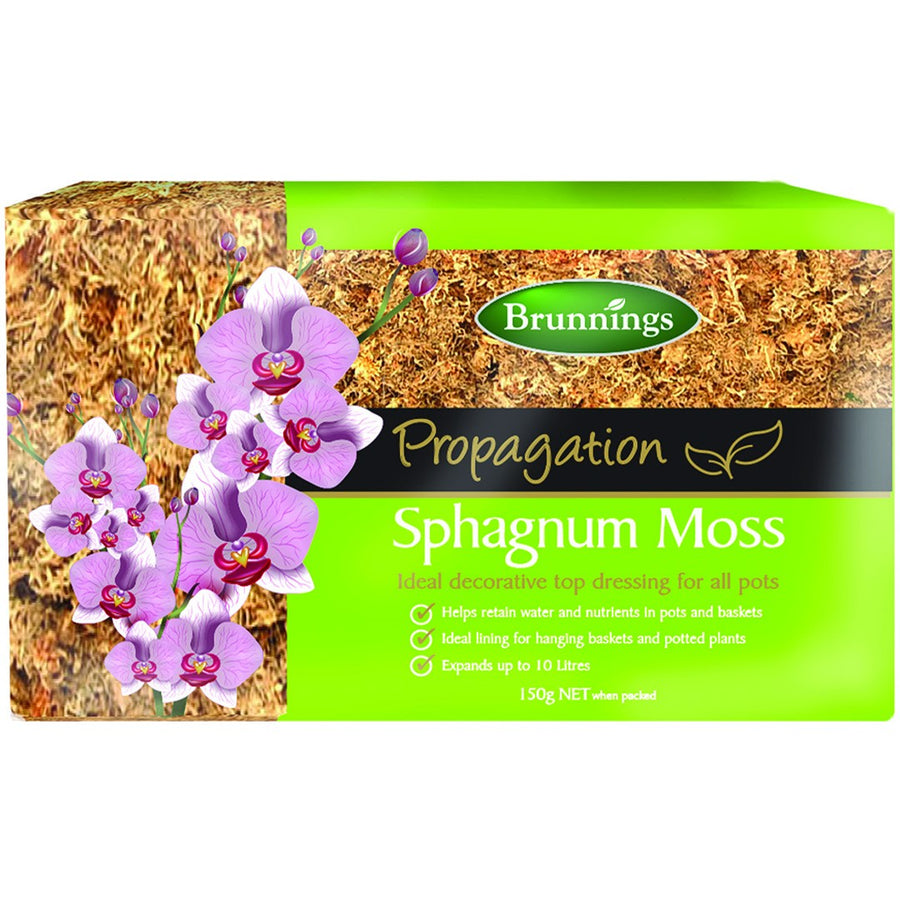 SPHAGNUM MOSS