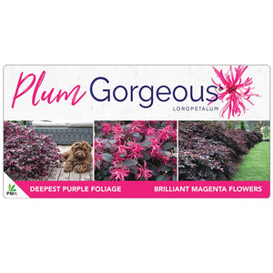 LOROPETALUM PLUM GORGEOUS