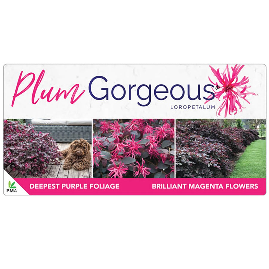 LOROPETALUM PLUM GORGEOUS