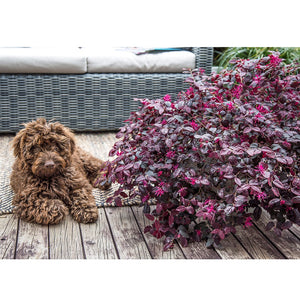 LOROPETALUM PLUM GORGEOUS