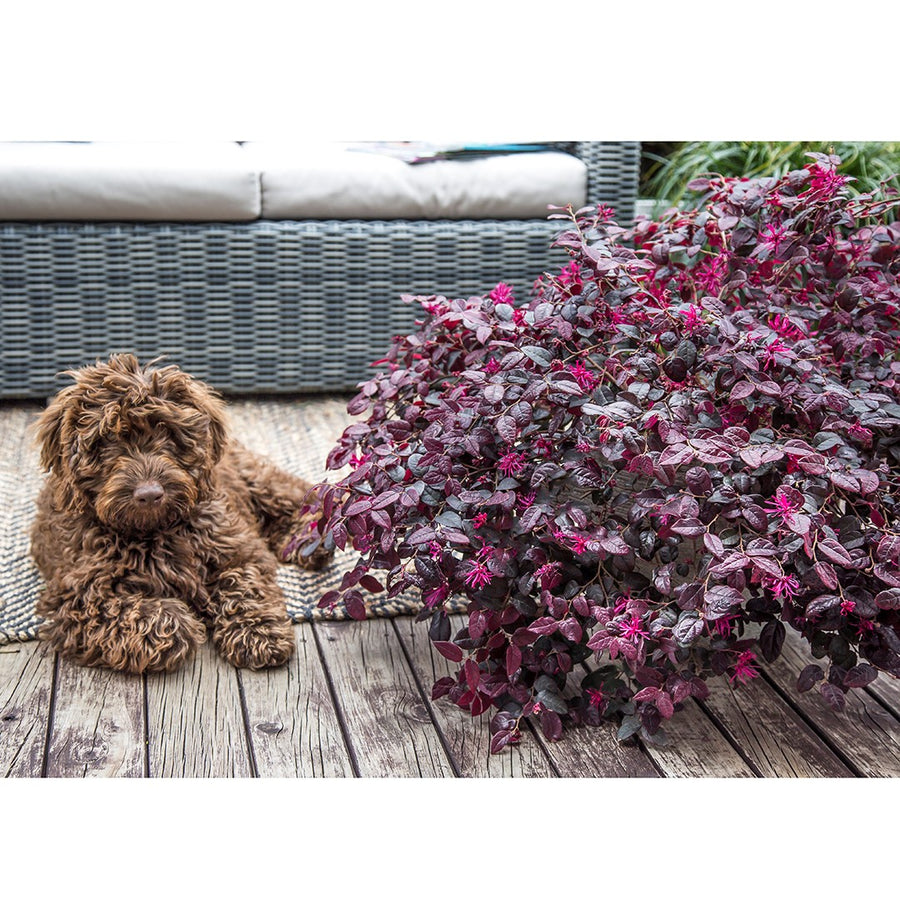 LOROPETALUM PLUM GORGEOUS