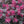 Load image into Gallery viewer, LOROPETALUM PLUM GORGEOUS
