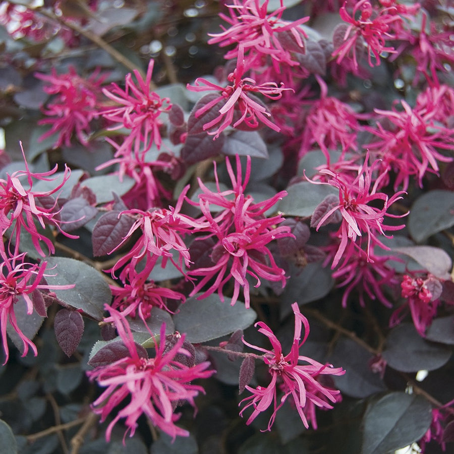 LOROPETALUM PLUM GORGEOUS