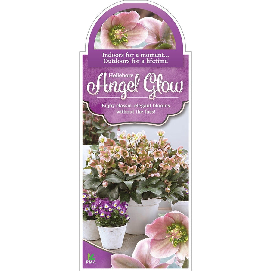 HELLEBORUS ANGEL GLOW 18CM