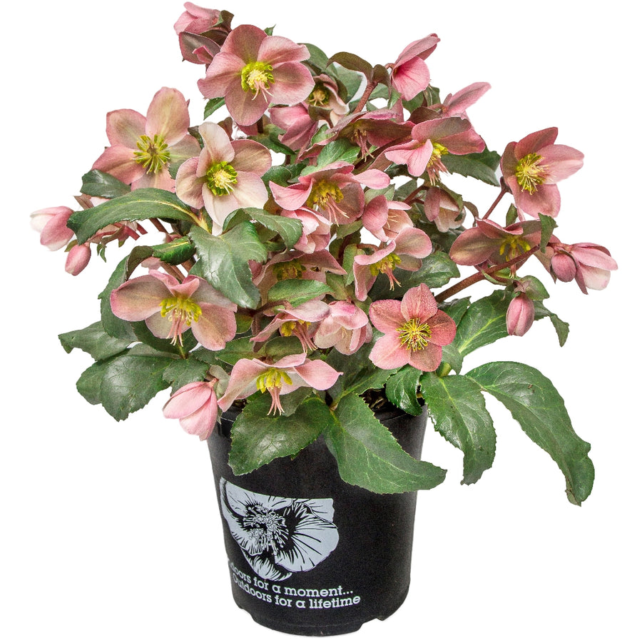 HELLEBORUS ANGEL GLOW 18CM