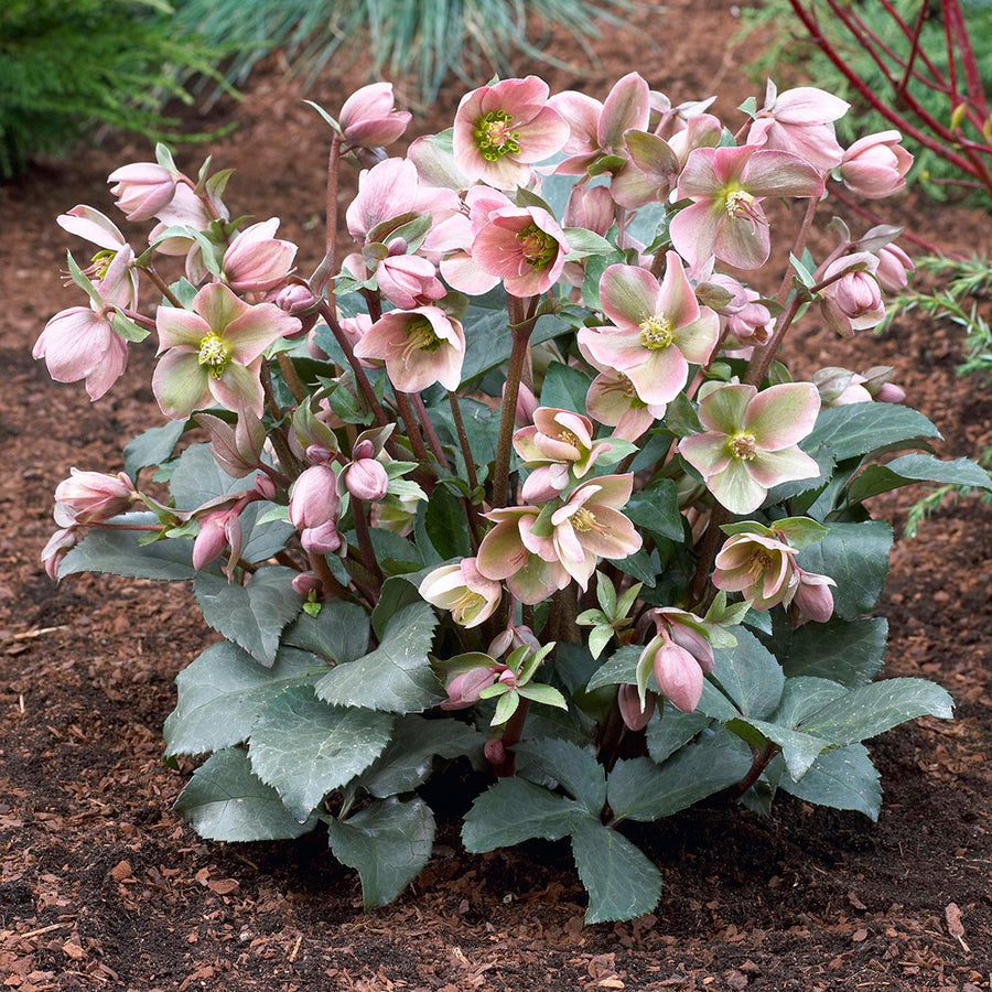 HELLEBORUS ANGEL GLOW 18CM