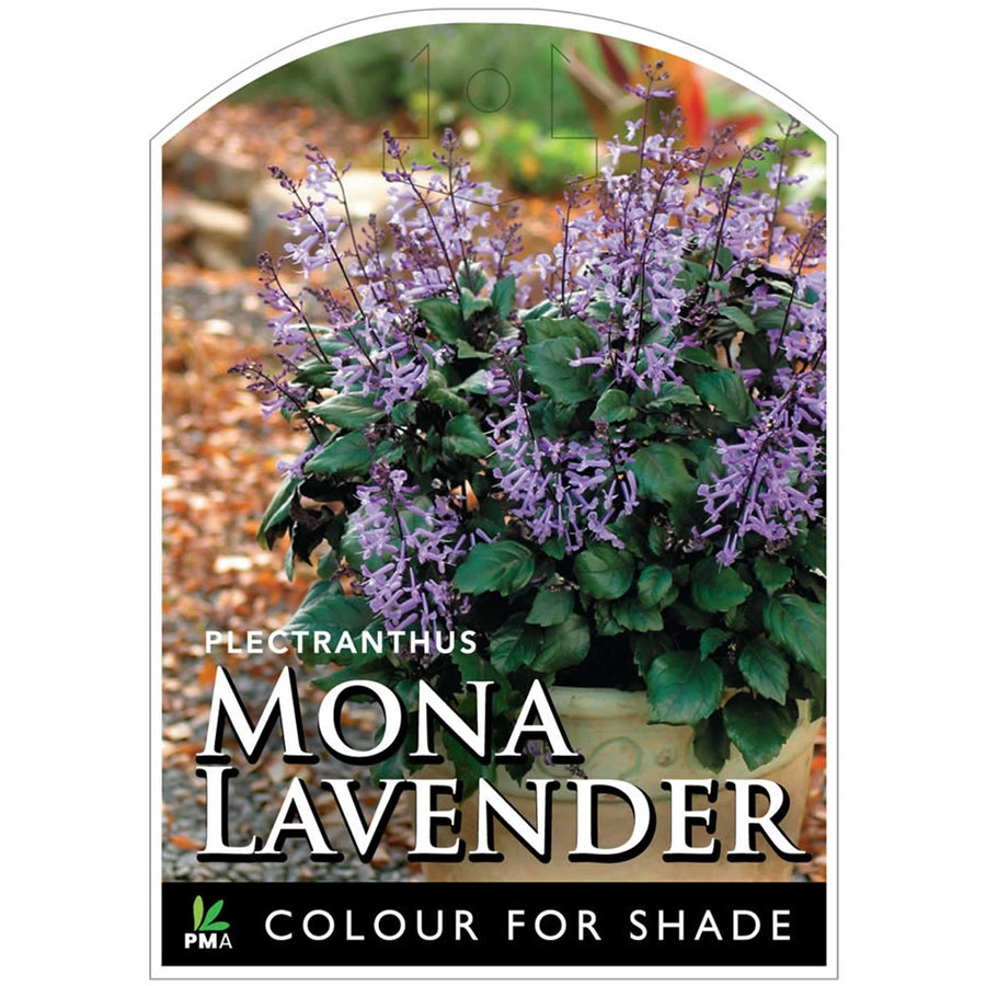 PLECTRANTHUS MONA LAVENDER