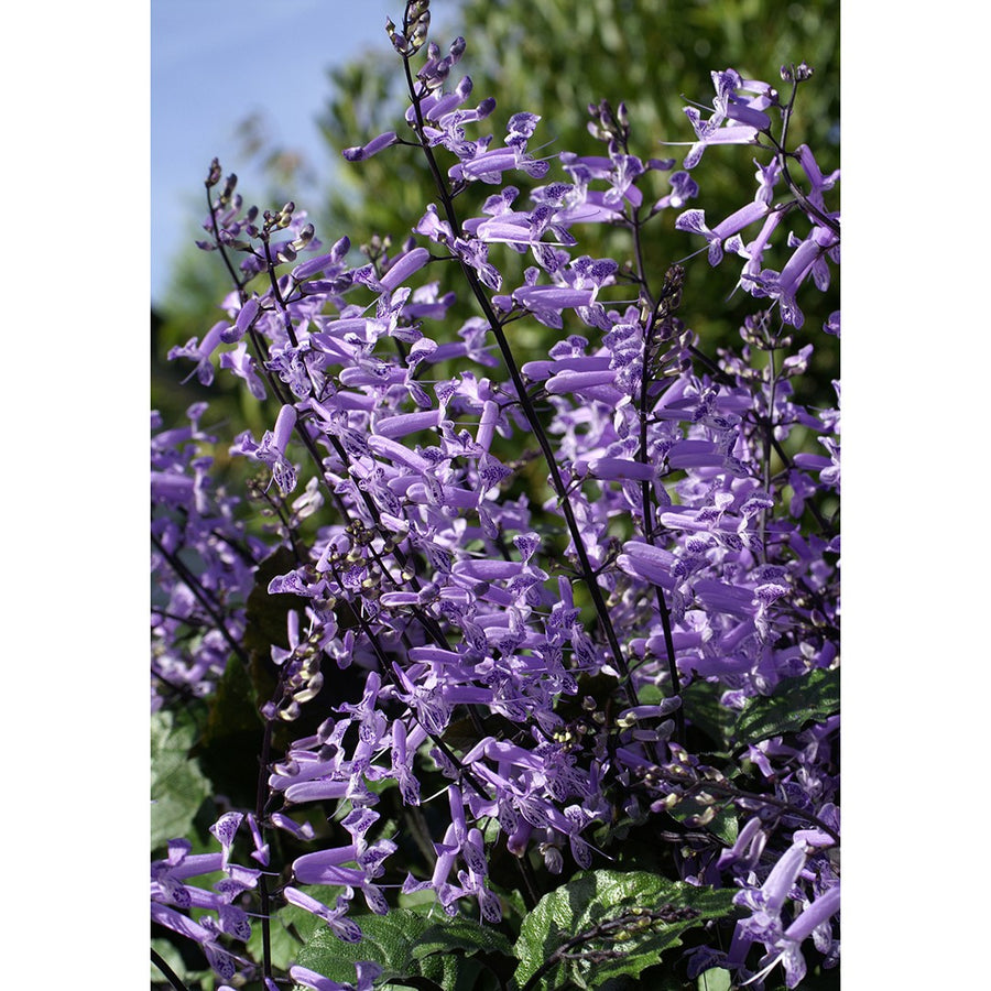 PLECTRANTHUS MONA LAVENDER