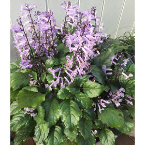 PLECTRANTHUS MONA LAVENDER