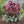 Load image into Gallery viewer, HELLEBORUS ANNA&#39;S RED 18CM
