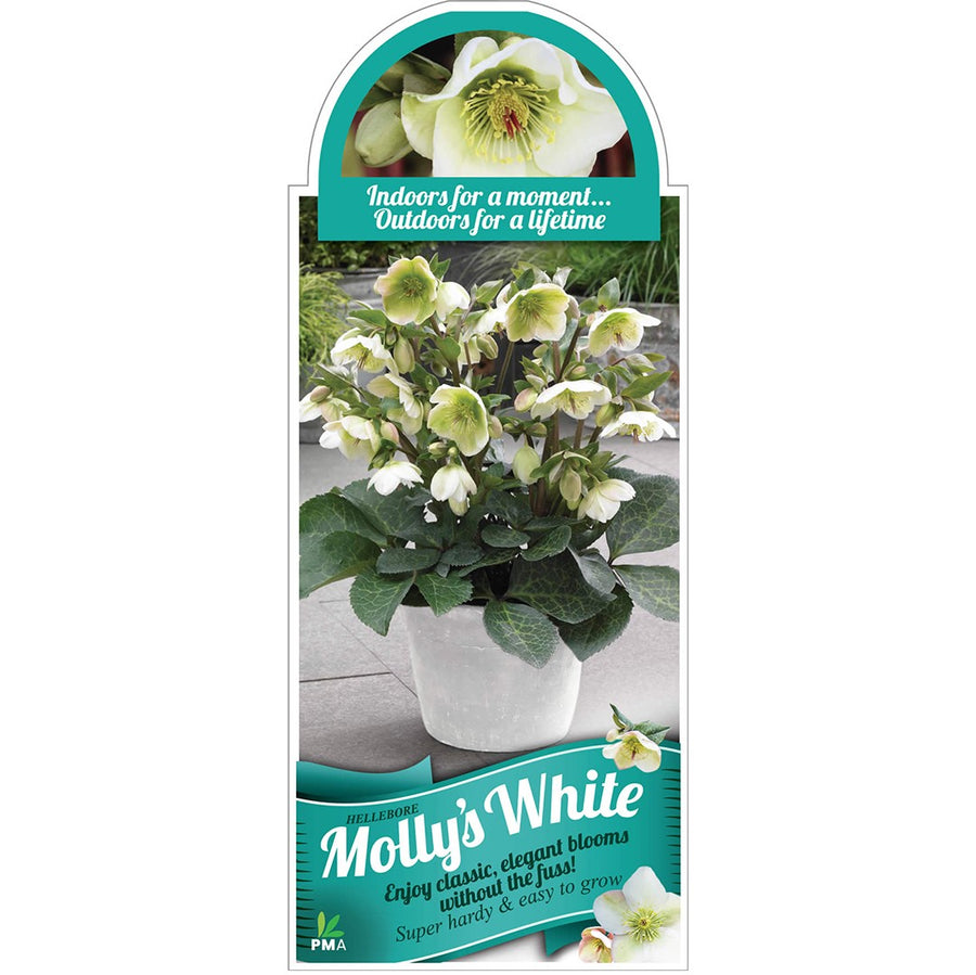 HELLEBORUS MOLLY'S WHITE 18CM