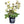 Load image into Gallery viewer, HELLEBORUS MOLLY&#39;S WHITE 18CM
