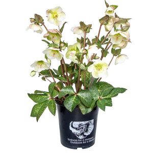 HELLEBORUS MOLLY'S WHITE 18CM