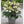 Load image into Gallery viewer, HELLEBORUS MOLLY&#39;S WHITE 18CM
