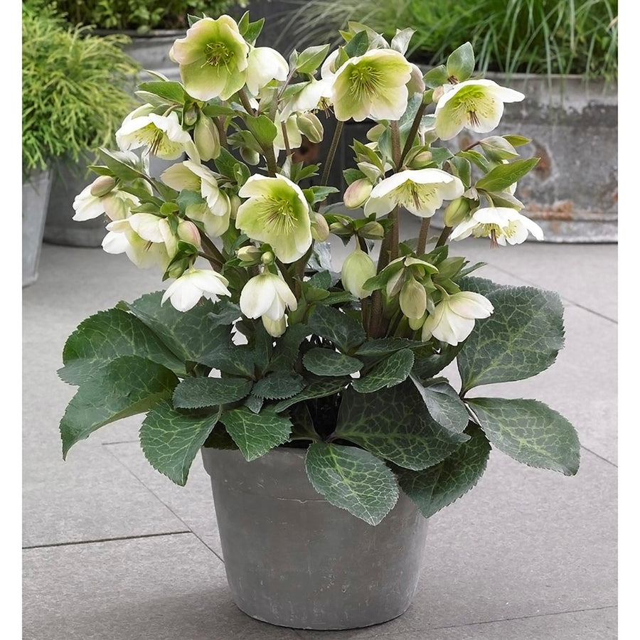 HELLEBORUS MOLLY'S WHITE 18CM