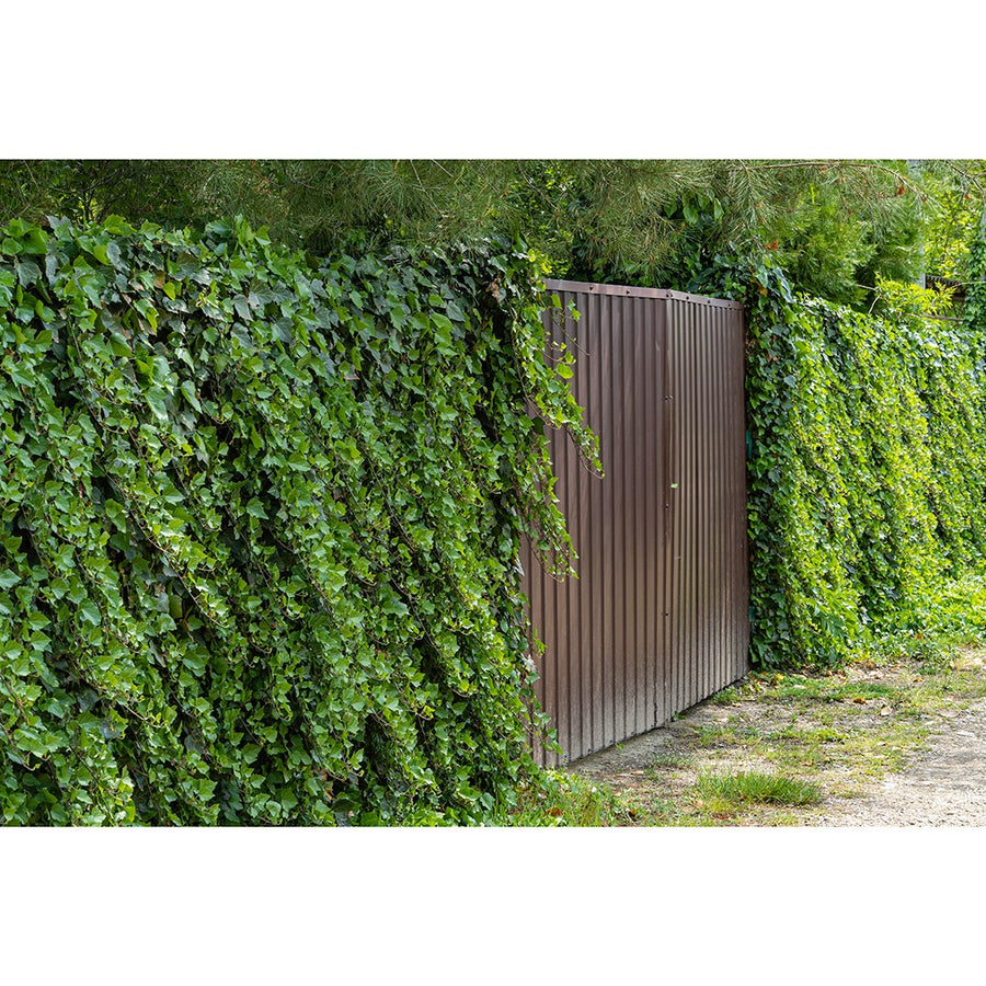 HEDERA PITTSBURGH 14CM