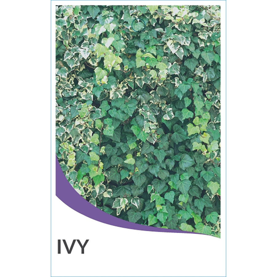 HEDERA PITTSBURGH 14CM