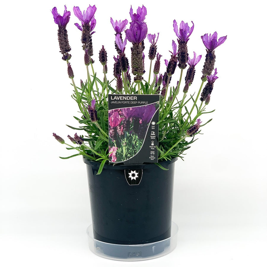LAVANDULA JAVELIN DEEP PURPLE 14CM