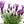 Load image into Gallery viewer, LAVANDULA JAVELIN DEEP PURPLE 14CM
