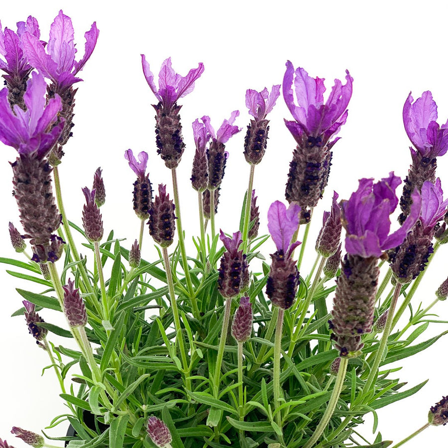 LAVANDULA JAVELIN DEEP PURPLE 14CM