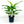 Load image into Gallery viewer, SPATHIPHYLLUM 14CM
