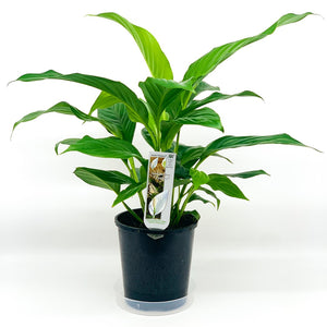 SPATHIPHYLLUM 14CM