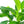 Load image into Gallery viewer, SPATHIPHYLLUM 14CM
