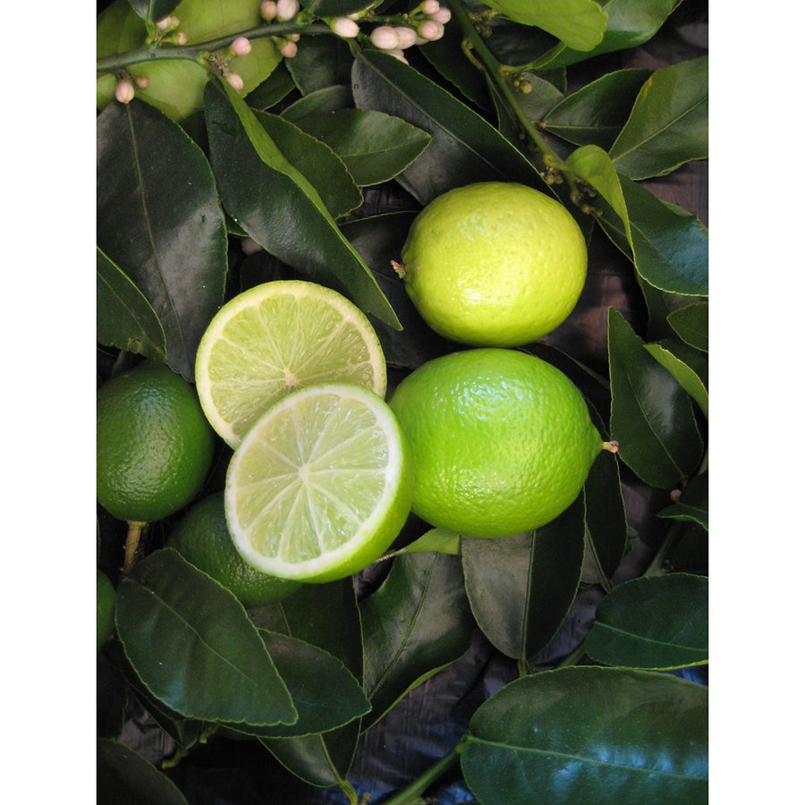 CITRUS LIME TAHITIAN 12L/20CM