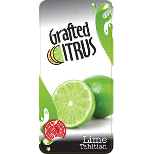 CITRUS LIME TAHITIAN 12L/20CM