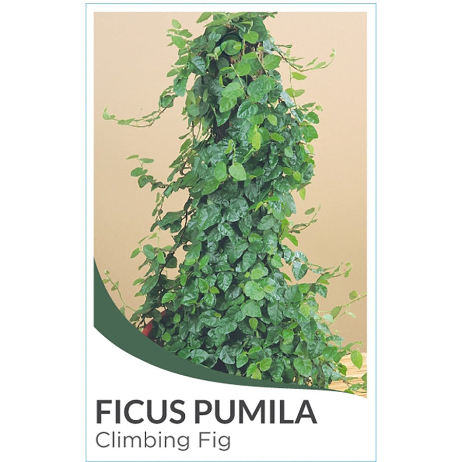 FICUS PUMILA 14CM