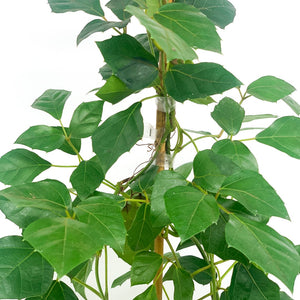 CISSUS RHOMBIFOLIA 14CM