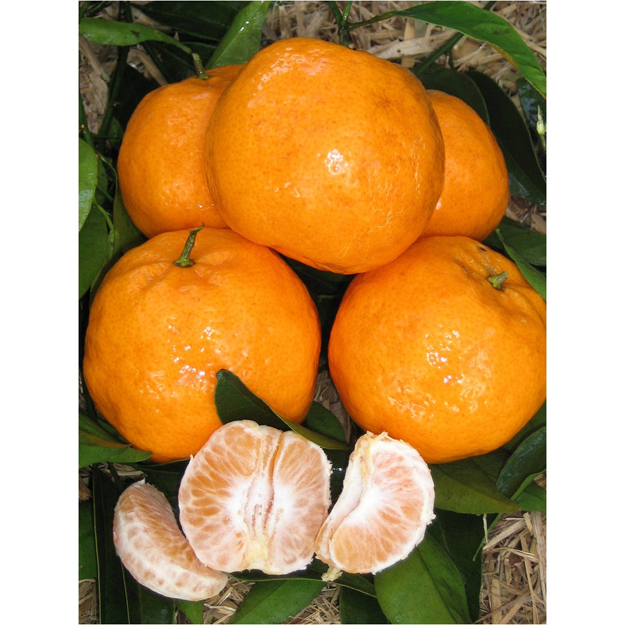 CITRUS DWARF MANDARIN IMPERIAL 5L