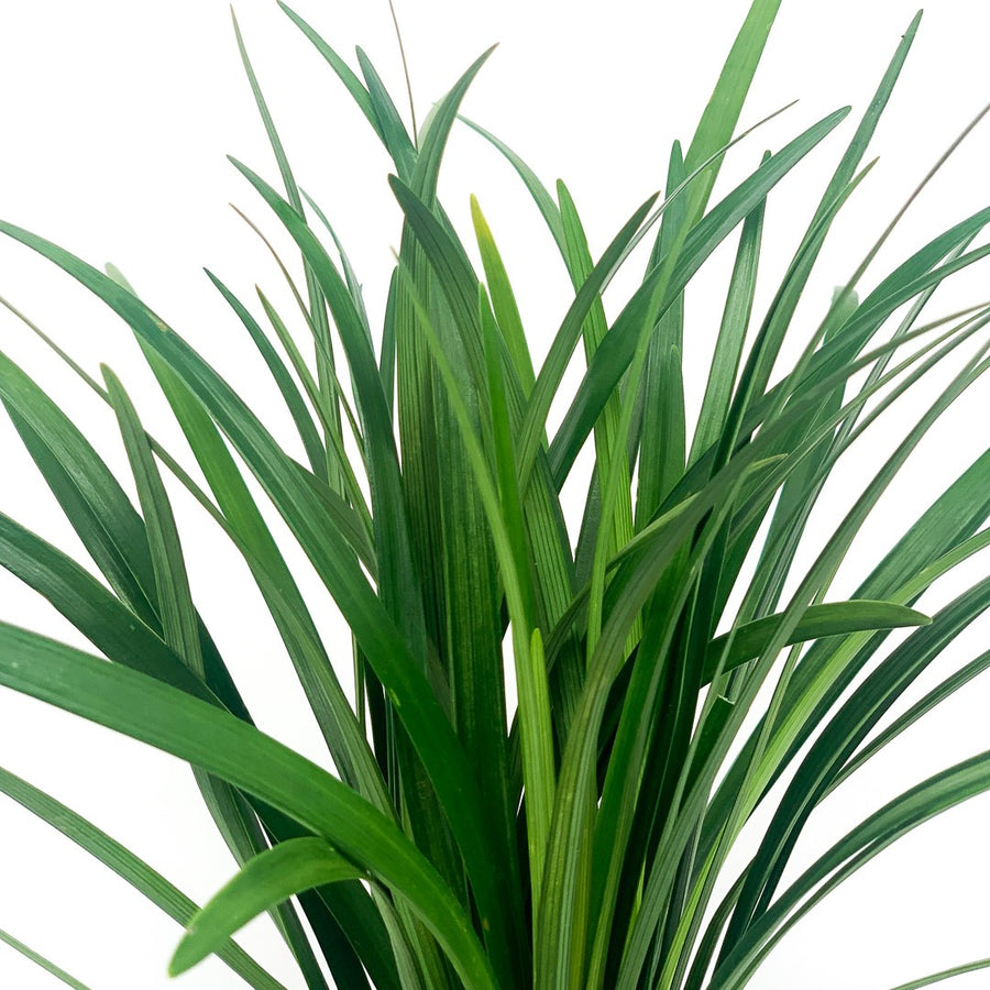 LIRIOPE EVERGREEN GIANT