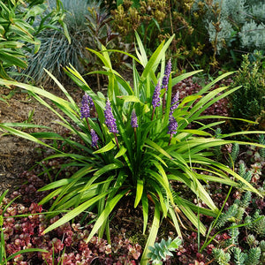 LIRIOPE EVERGREEN GIANT