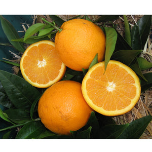 CITRUS DWARF ORANGE WASHINGTON NAVEL 5L