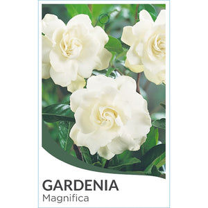 GARDENIA MAGNIFICA BUSH