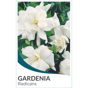 GARDENIA RADICANS