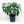 Load image into Gallery viewer, CLERODENDRUM NUTANS 20CM
